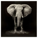 gedrukt canvas elephant100x100, zwart & wit