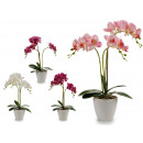 orchid white conical pot 48cm assorted 4cl