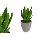 Aloe-Vera-Topfpflanze