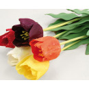 Tulpe mit Regentropfen 69x6cm in 6 Farben sortiert