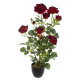 rosebush velvet h74, 2- times assorted , matching 