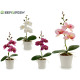 small white round potted orchid assorted 4c