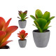 pot plant broadleaf assorted colors