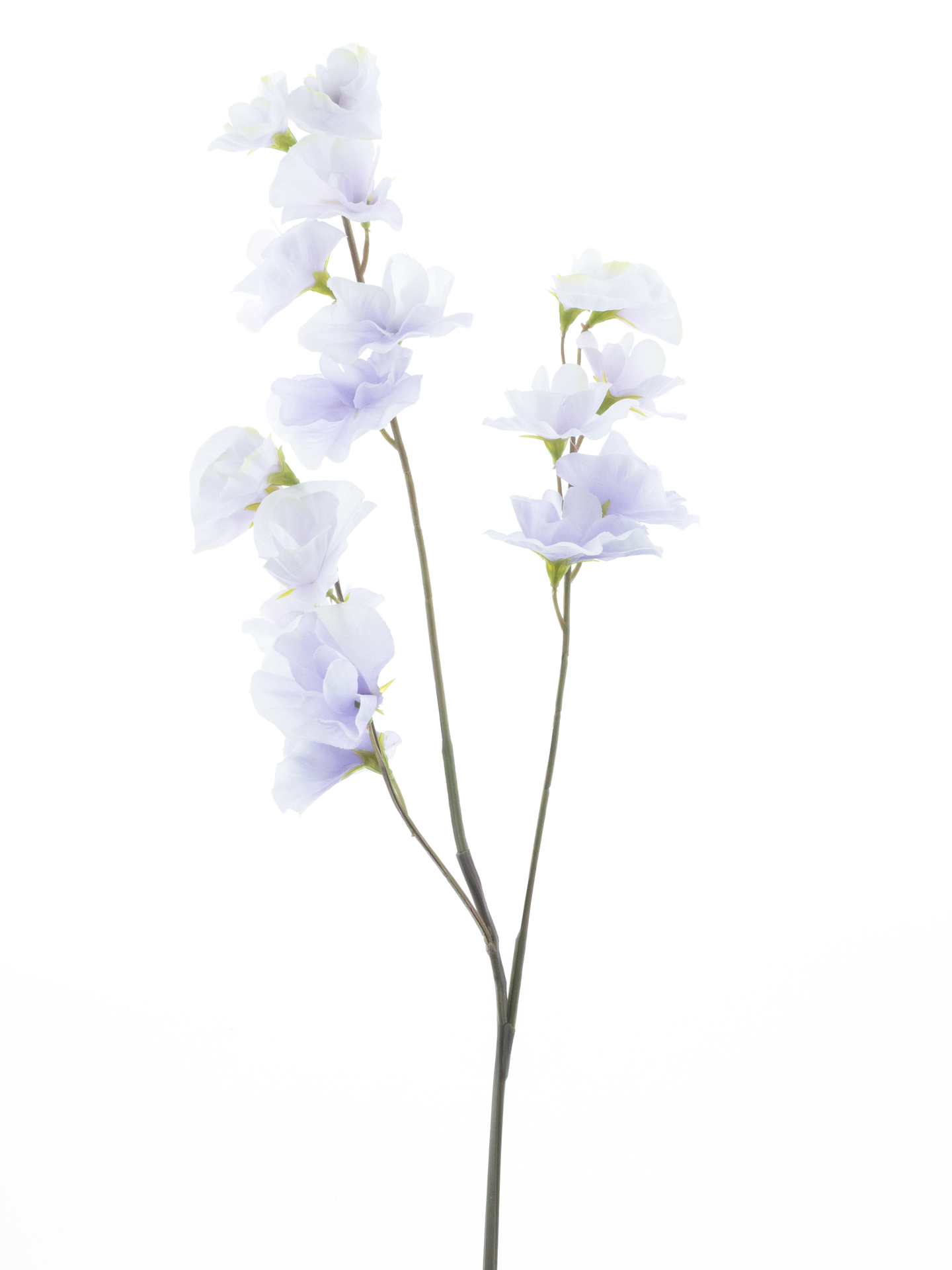  Pois de senteur 57cm hl.violet