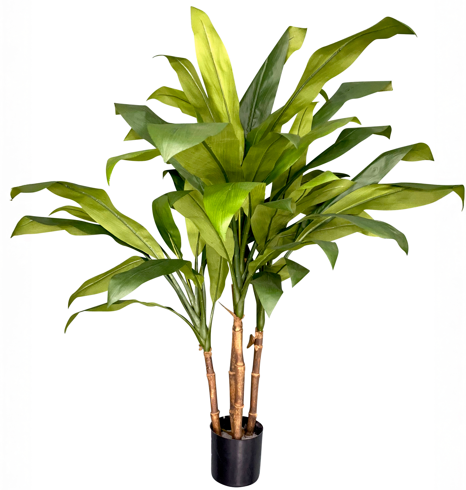 Cordyline x4 50cm 44 levél zöld